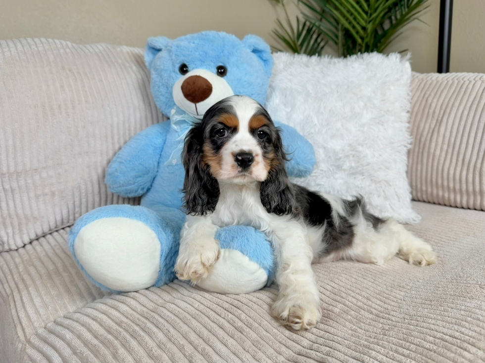 Cocker Spaniel Puppy for Adoption