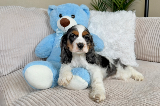 Cocker Spaniel Puppy for Adoption