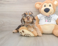 5 week old Cocker Spaniel Puppy For Sale - Lone Star Pups