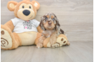 Cute Cocker Spaniel Purebred Puppy