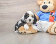 5 week old Cocker Spaniel Puppy For Sale - Lone Star Pups