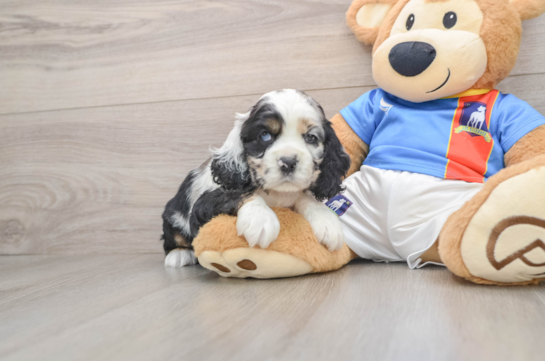 Best Cocker Spaniel Baby
