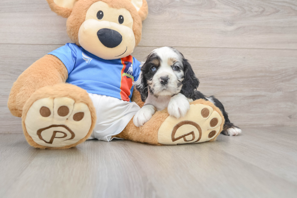 Cute Cocker Spaniel Purebred Pup