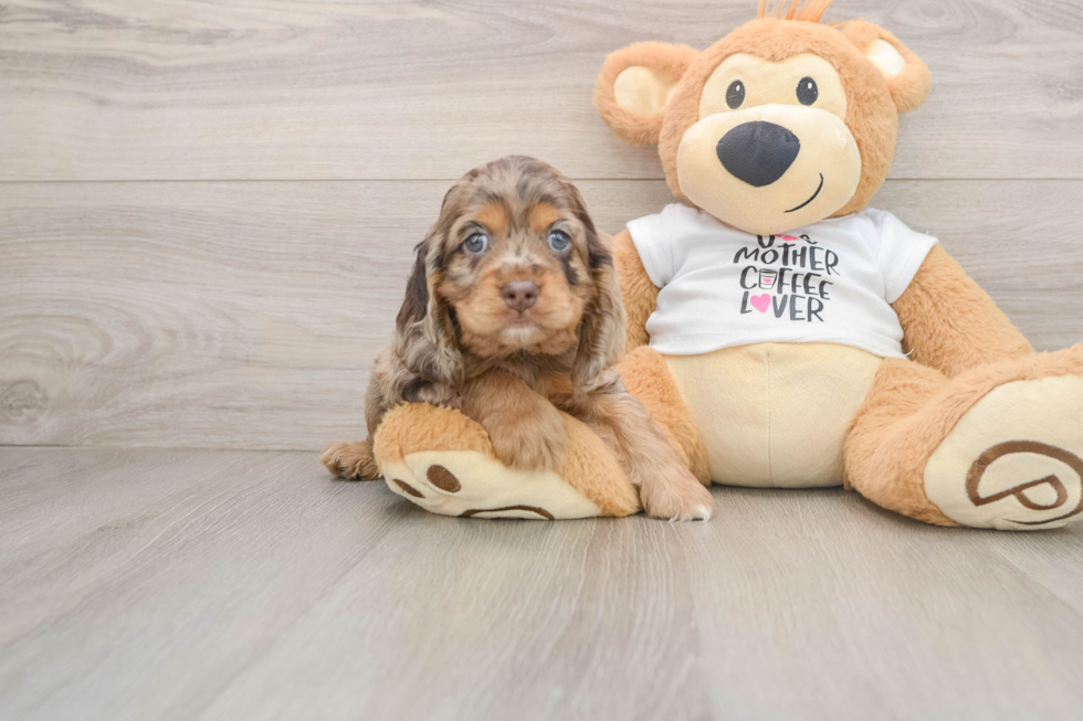 Cute Cocker Spaniel Baby