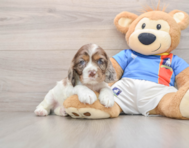 5 week old Cocker Spaniel Puppy For Sale - Lone Star Pups
