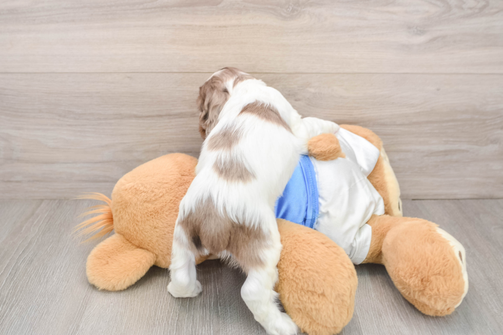 Cocker Spaniel Puppy for Adoption
