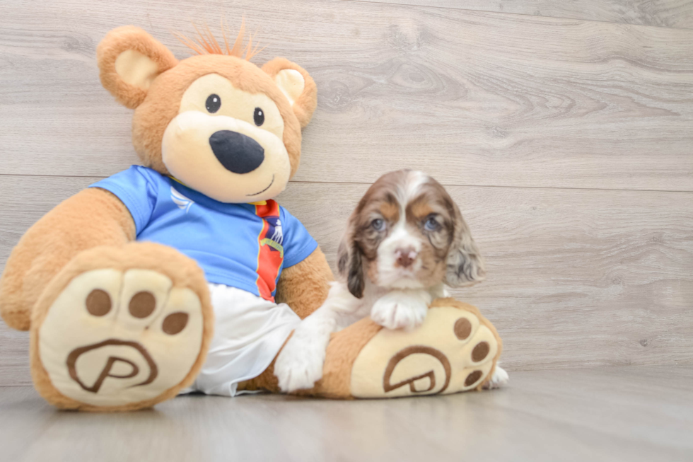 Cute Cocker Spaniel Purebred Puppy