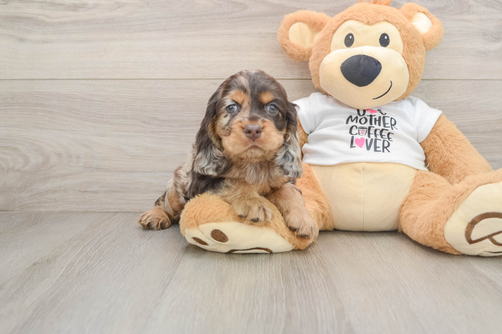 Best Cocker Spaniel Baby