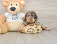 6 week old Cocker Spaniel Puppy For Sale - Lone Star Pups