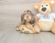 6 week old Cocker Spaniel Puppy For Sale - Lone Star Pups