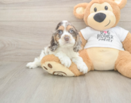6 week old Cocker Spaniel Puppy For Sale - Lone Star Pups
