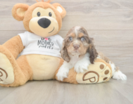 6 week old Cocker Spaniel Puppy For Sale - Lone Star Pups