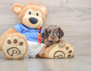 5 week old Cocker Spaniel Puppy For Sale - Lone Star Pups