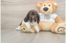 Best Cocker Spaniel Baby