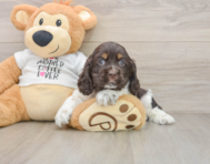 7 week old Cocker Spaniel Puppy For Sale - Lone Star Pups