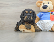 5 week old Cocker Spaniel Puppy For Sale - Lone Star Pups