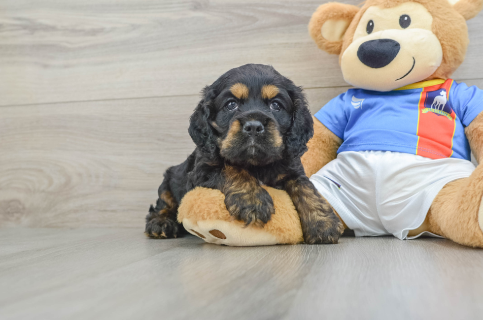6 week old Cocker Spaniel Puppy For Sale - Lone Star Pups