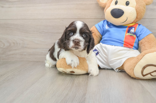 LARAMIE, a Cocker Spaniel littermate