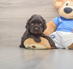 6 week old Cocker Spaniel Puppy For Sale - Lone Star Pups