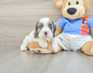 5 week old Cocker Spaniel Puppy For Sale - Lone Star Pups