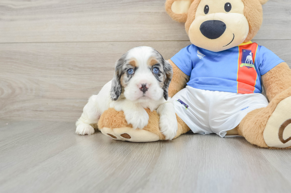 5 week old Cocker Spaniel Puppy For Sale - Lone Star Pups