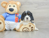 5 week old Cocker Spaniel Puppy For Sale - Lone Star Pups