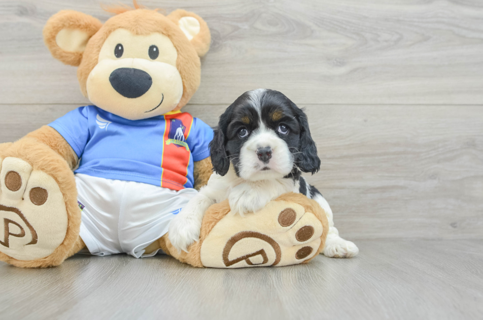 5 week old Cocker Spaniel Puppy For Sale - Lone Star Pups