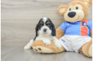 Cocker Spaniel Puppy for Adoption