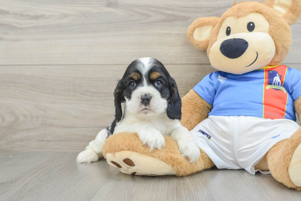 Cocker Spaniel Puppy for Adoption