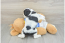 Cocker Spaniel Puppy for Adoption