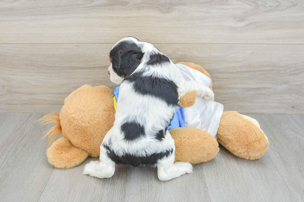 Cocker Spaniel Puppy for Adoption