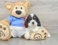 5 week old Cocker Spaniel Puppy For Sale - Lone Star Pups