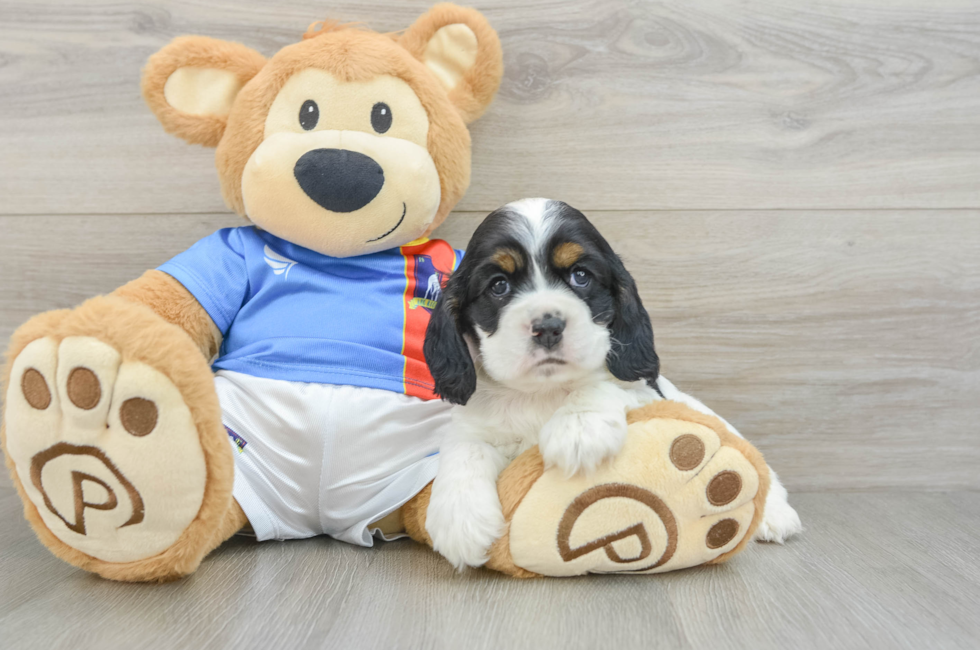 5 week old Cocker Spaniel Puppy For Sale - Lone Star Pups