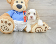 5 week old Cocker Spaniel Puppy For Sale - Lone Star Pups