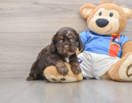 5 week old Cocker Spaniel Puppy For Sale - Lone Star Pups