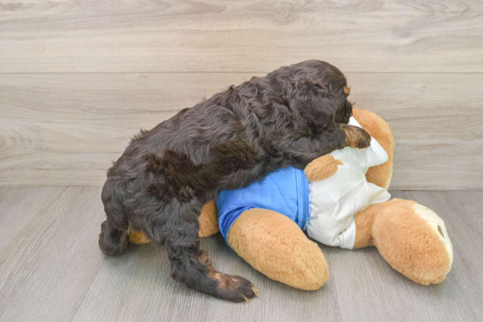 Cute Cocker Spaniel Baby