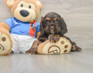 8 week old Cocker Spaniel Puppy For Sale - Lone Star Pups