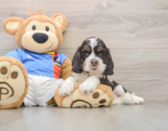 5 week old Cocker Spaniel Puppy For Sale - Lone Star Pups