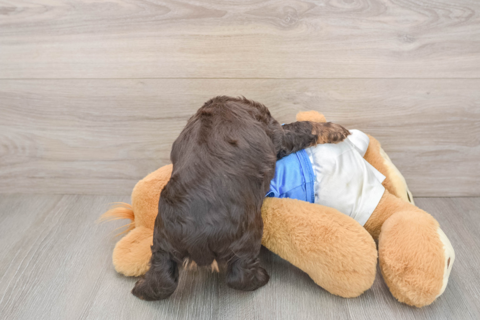 Cute Cocker Spaniel Purebred Puppy