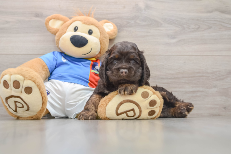 Cute Cocker Spaniel Purebred Pup