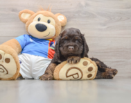 5 week old Cocker Spaniel Puppy For Sale - Lone Star Pups