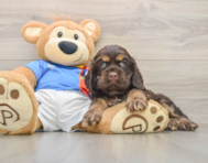 7 week old Cocker Spaniel Puppy For Sale - Lone Star Pups
