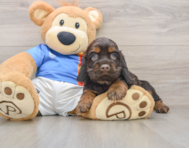 5 week old Cocker Spaniel Puppy For Sale - Lone Star Pups