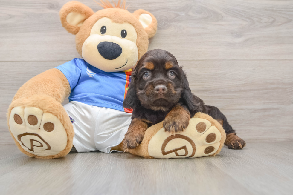 Cocker Spaniel Pup Being Cute
