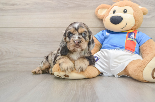 Best Cocker Spaniel Baby