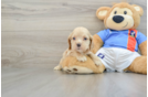 Cocker Spaniel Pup Being Cute