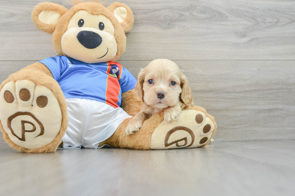 7 week old Cocker Spaniel Puppy For Sale - Lone Star Pups