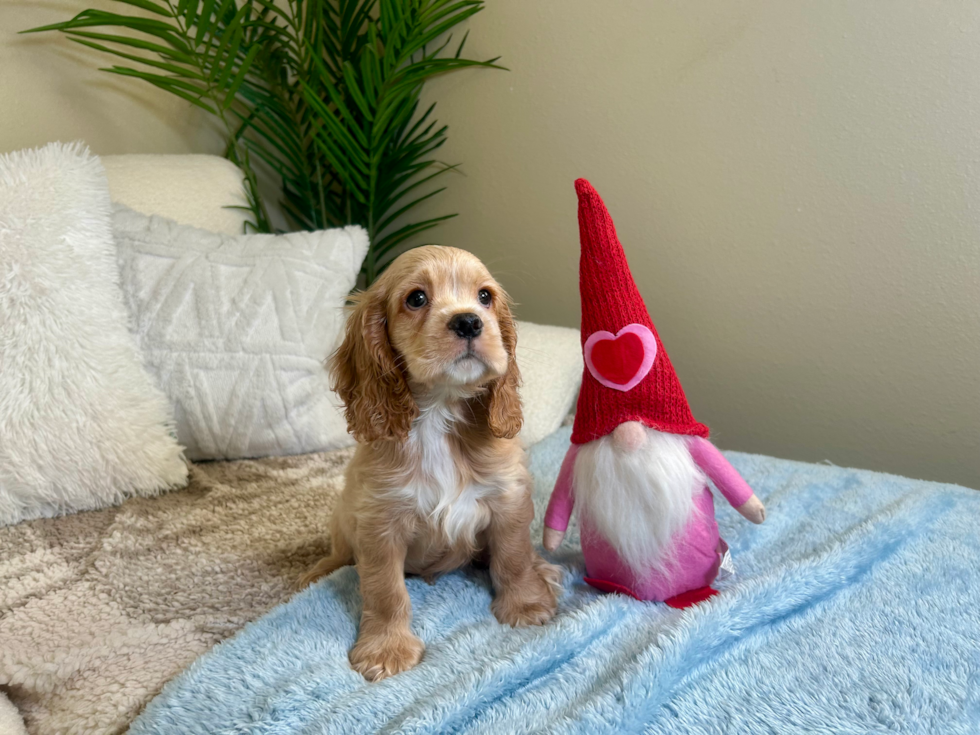 Best Cocker Spaniel Baby