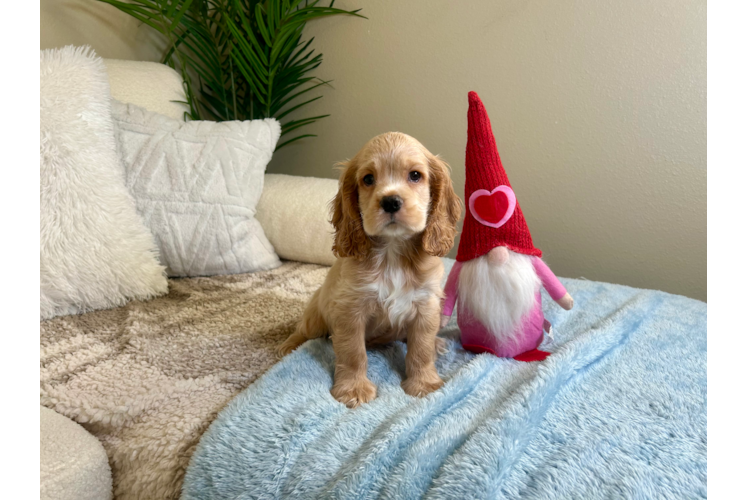 Cute Cocker Spaniel Purebred Puppy