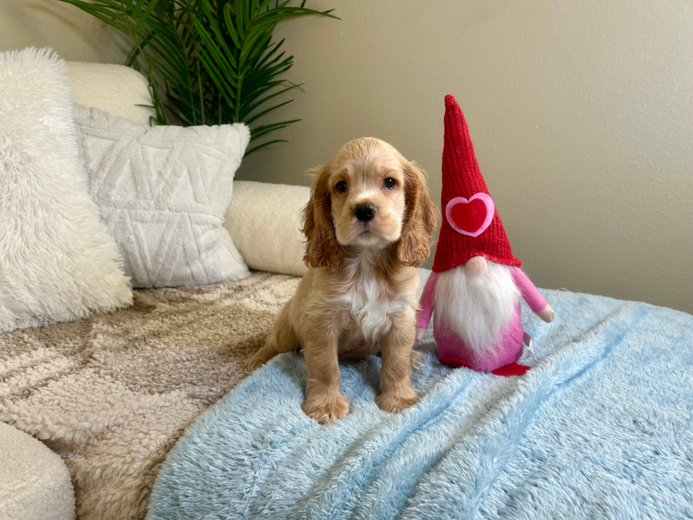 Cute Cocker Spaniel Purebred Puppy